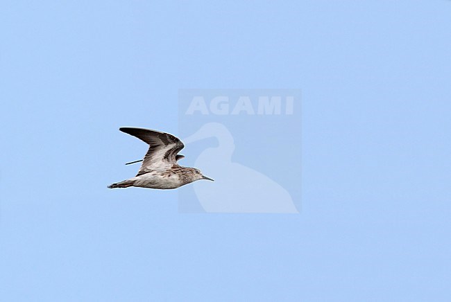 Long-toed Stint at Khok Kham, Thailand stock-image by Agami/Helge Sorensen,