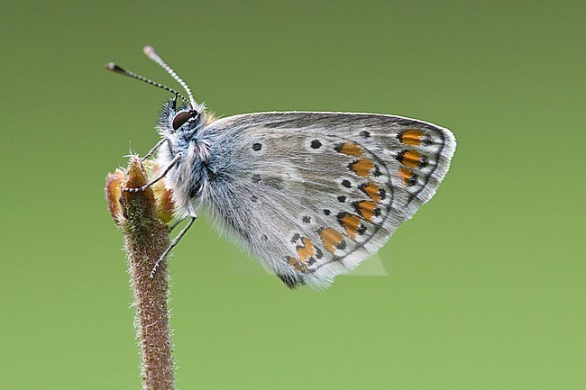 Bruin blauwtje / Brown Argus (Aricia agestis) stock-image by Agami/Wil Leurs,