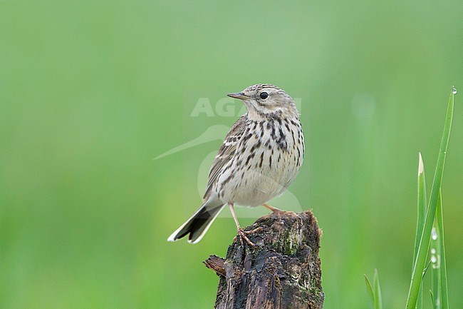 Meadow Pipit - Wiesenpieper - Anthus pratensis ssp. pratensis, Poland stock-image by Agami/Ralph Martin,