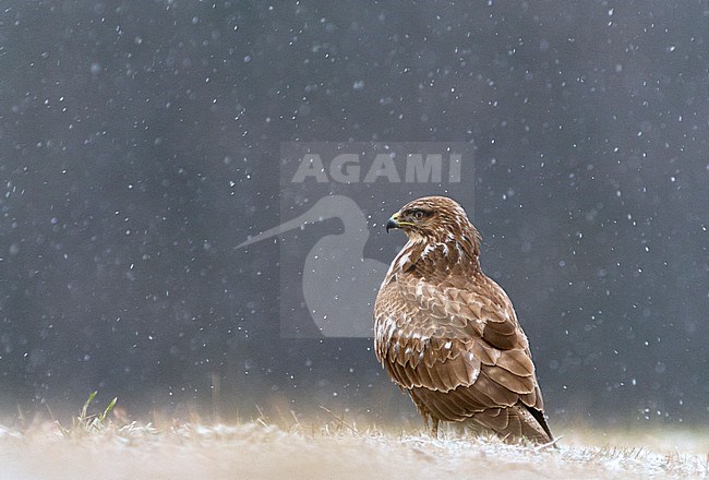 buizerd, Common Buzzard stock-image by Agami/Bence Mate,