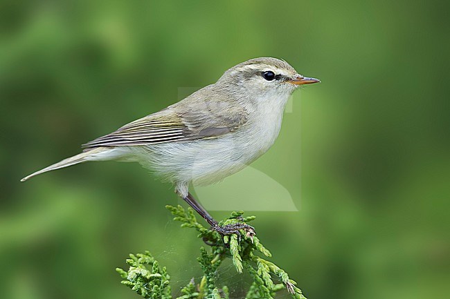 (Western) Greenish Warbler - GrÃ¼nlaubsÃ¤nger - Phylloscopus trochiloides ssp. viridianus, Kyrgyzstan stock-image by Agami/Ralph Martin,