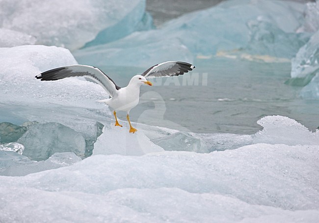 Kleine Mantelmeeuw op ijsschots; Lesser Black-backed Gull on iceberg stock-image by Agami/Markus Varesvuo,