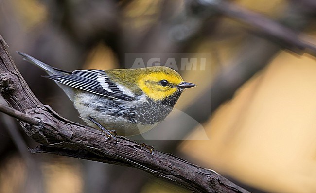 Autumn male Black-throated Green Warbler, Setophaga virens, in North America. During fall migration. stock-image by Agami/Ian Davies,