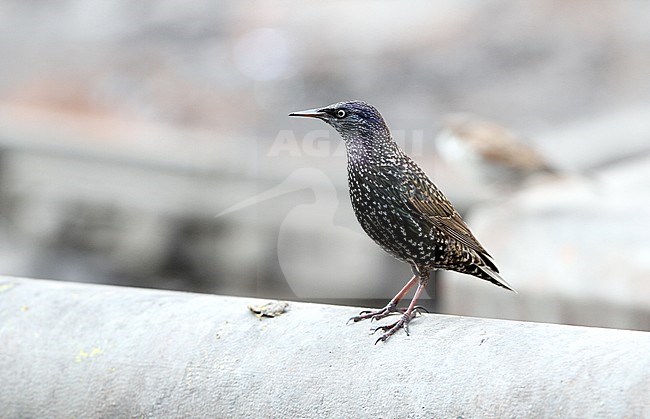 Himalayan Common Starling (Sturnus vulgaris humii) in train station New Delhi. Possible this subspecies. Seen on the front, looking in the distance. stock-image by Agami/James Eaton,