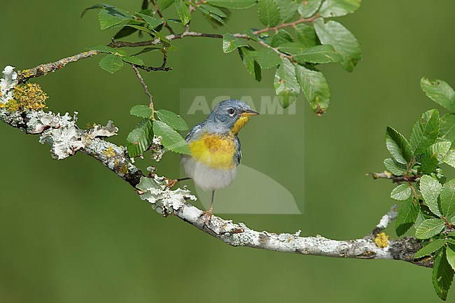 Adult male
Galveston Co., TX
April 2017 stock-image by Agami/Brian E Small,