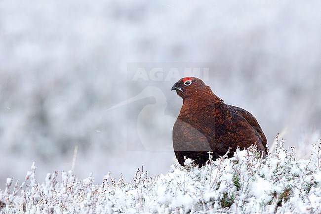 Mannetje Schots Sneeuwhoen in de sneeuw, Male Red grouse in snow stock-image by Agami/David Monticelli,