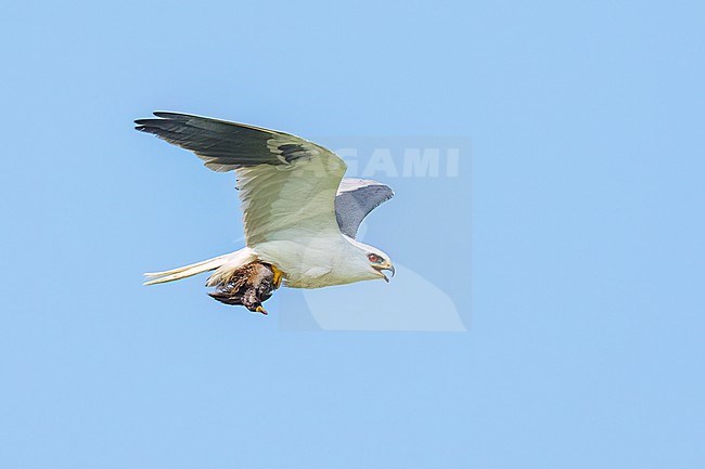 Adult with Sora
Galveston Co., TX
May 2023 stock-image by Agami/Brian E Small,