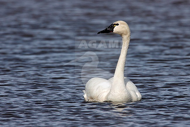 Adult
Seward Peninsula, AK
June 2009 stock-image by Agami/Brian E Small,