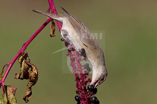 Tuinfluiter foeragerend op bessen; Garden Warbler foraging on berries stock-image by Agami/Daniele Occhiato,