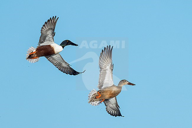 Adult male (L), adult female (R)
Colusa Co., CA
January 2023 stock-image by Agami/Brian E Small,