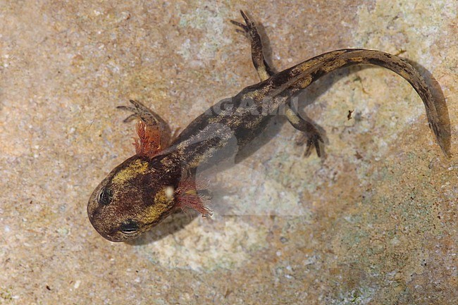 Jonge Vuursalamander stock-image by Agami/Theo Douma,