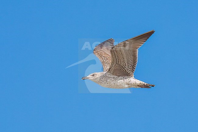 1st year
Galveston Co., TX
April 2023 stock-image by Agami/Brian E Small,