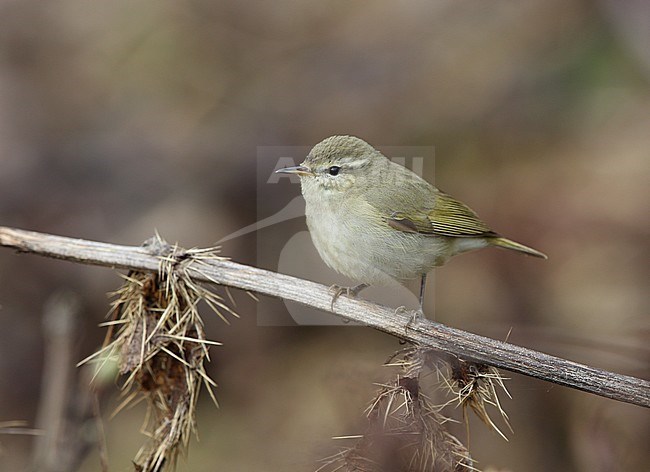 Tytler's Leaf Warbler (Phylloscopus tytleri) wintering in India. stock-image by Agami/James Eaton,