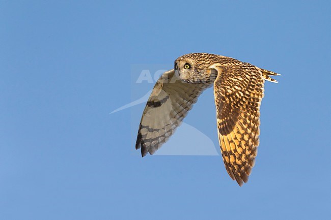 Velduil in vlucht; Short-eared Owl in flight stock-image by Agami/Daniele Occhiato,