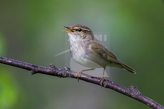 Arctic Warbler, Noordse Boszanger stock-image by Agami/Daniele Occhiato,