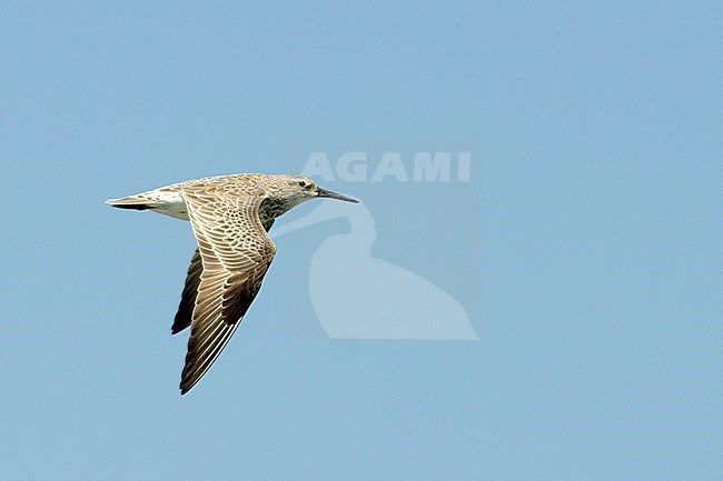 Grote Kanoet, Great Knot stock-image by Agami/Jacob Garvelink,