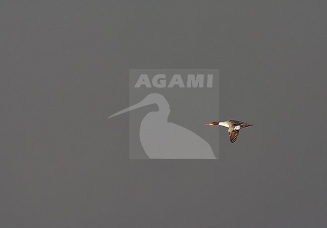 Goosander (Mergus merganser) wintering in the Netherlands. Female in flight. stock-image by Agami/Marc Guyt,