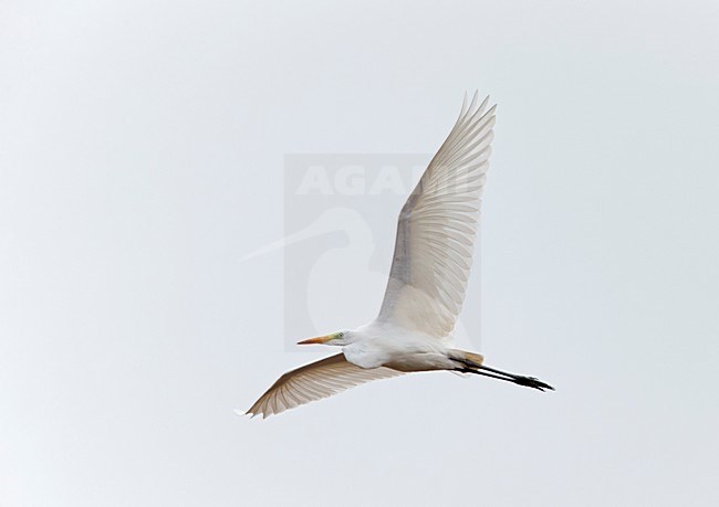 Vliegende trekkende Grote Zilverreiger;Flying migrating Great Egret stock-image by Agami/Ran Schols,