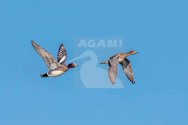 Male & female Eurasian Wigeon (Anas penelope) flying over polders in Blankenberge, West Flanders, Belgium. stock-image by Agami/Vincent Legrand,