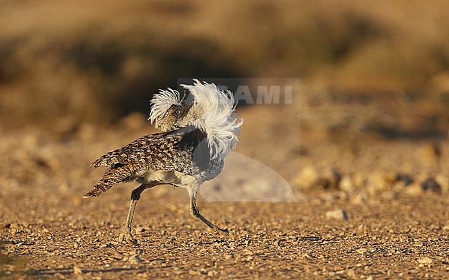 Houbara Bustard (Chlamydotis undulata fuertaventurae) male performing dancing display at Tindaya Plains, Fuerteventura, Canary Islands stock-image by Agami/Helge Sorensen,