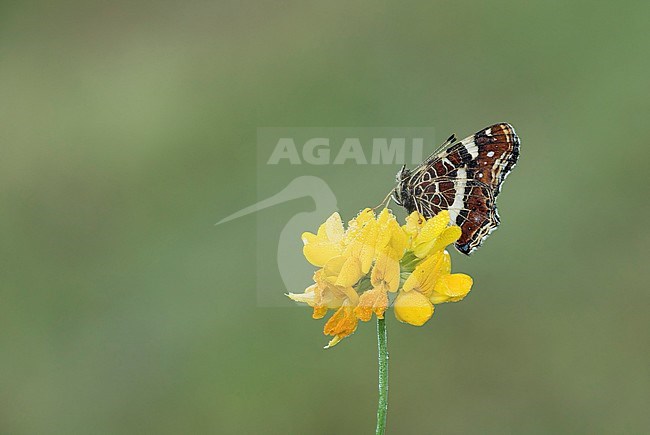 landkaartje zittend op gewone rolklaver; map butterfly sitting on Birdsfoot trefoil; stock-image by Agami/Walter Soestbergen,