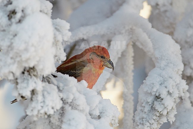 Mannetje Kruisbek in de winter in besneeuwde spar;  Male Red Crossbill in winter in snowy spruce stock-image by Agami/Markus Varesvuo,