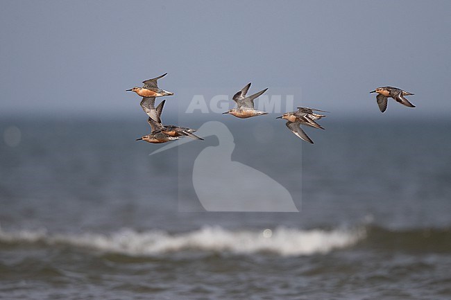 Flock of adult Red Knot (Calidris canutus) flying over water during migration at Blåvandshuk, Denmark stock-image by Agami/Helge Sorensen,