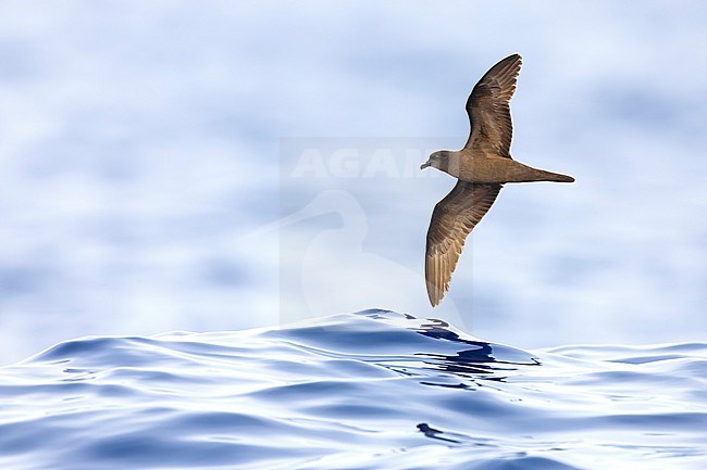 Bulwer's Petrel (Bulweria bulwerii) in flight over the atlantic ocean off Madeira, Portugal. stock-image by Agami/Daniele Occhiato,