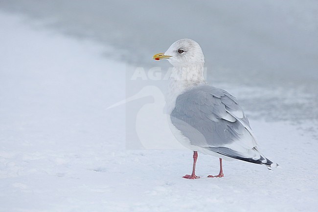 Kumliens Meeuw, Kumlien's Gull, Larus glaucoides kumlieni stock-image by Agami/Chris van Rijswijk,