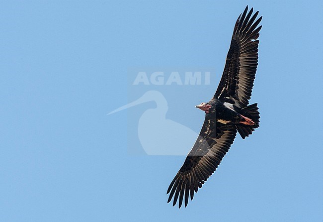 Critically Endangered Red-headed Vulture (Sarcogyps calvus) in flight seen from below. Threatened due to diclofenac in veterinary medicine use. stock-image by Agami/Marc Guyt,