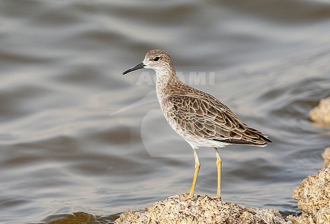 Adult Ruff (Philomachus pugnax) resting in the saltpans of KM20 near Eilat, Israel during spring migration. stock-image by Agami/Marc Guyt,