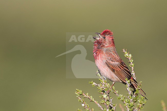 Common Rosefinch - Karmingimpel - Carpodacus erythrinus ssp. ferghanensis, Kyrgyzstan, adult male stock-image by Agami/Ralph Martin,