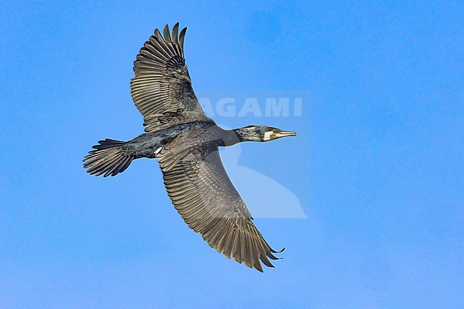 Great Cormorant, Phalacrocorax carbo sinensis, in Italy. stock-image by Agami/Daniele Occhiato,