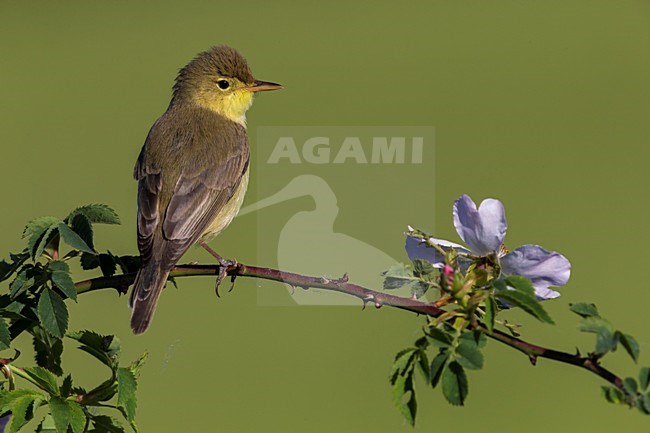 Orpheusspotvogel, Melodious Warbler stock-image by Agami/Daniele Occhiato,