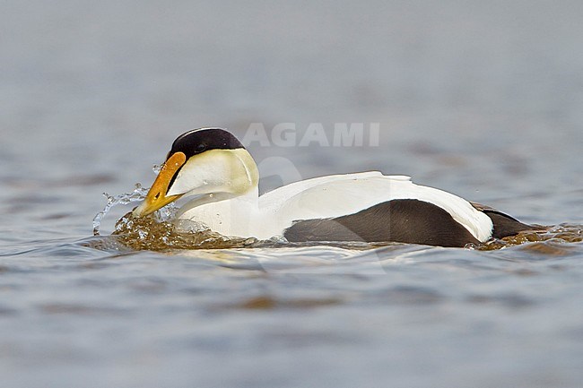 Common Eider (Somateria mollissima) in a pond in Churchill, Manitoba, Canada. stock-image by Agami/Glenn Bartley,