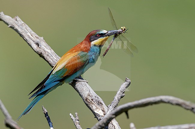 European Bee-eater (Merops apiaster), side view of an adult with a caught dragonfly, Basilicata, Italy stock-image by Agami/Saverio Gatto,