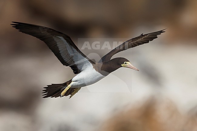 Bruine Gent in vlucht, Brown Booby in flight stock-image by Agami/Daniele Occhiato,