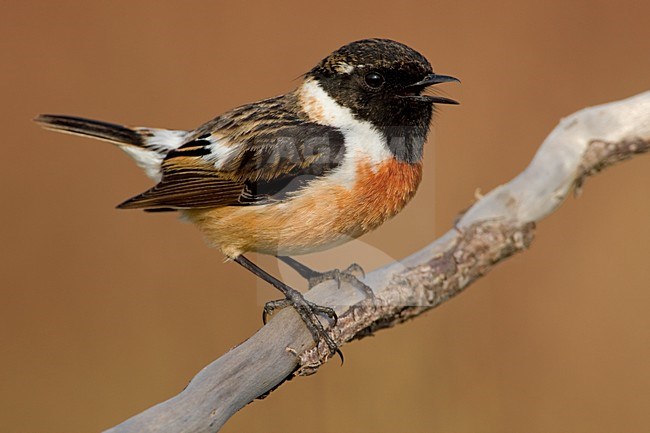 Zingende Roodborsttapuit; Singing European Stonechat stock-image by Agami/Daniele Occhiato,