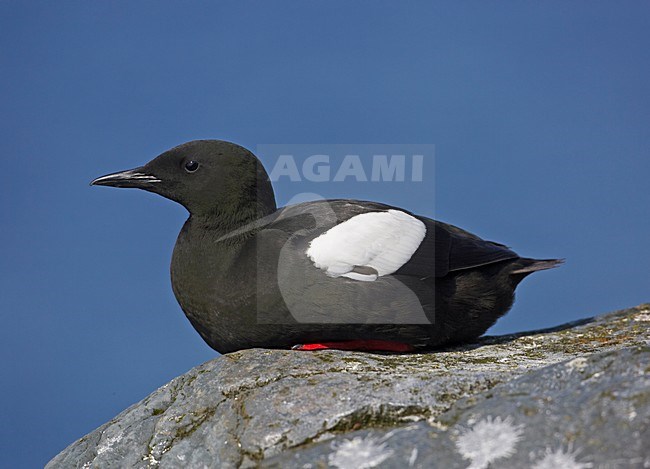 Black Guillemot adult summer plumage; Zwarte Zeekoet volwassen zomerkleed stock-image by Agami/Markus Varesvuo,