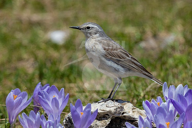 Water Pipit (Anthus spinoletta), side view of an adult standing on a rock., Abruzzo, Italy stock-image by Agami/Saverio Gatto,