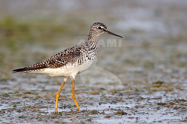 Adult breeding
Galveston Co., TX
April 2011 stock-image by Agami/Brian E Small,