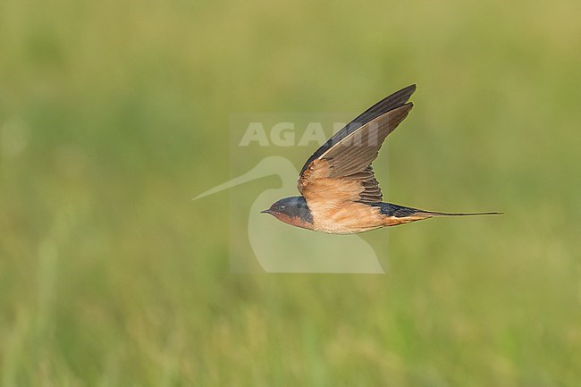 Adult American Barn Swallow (Hirundo rustica erythrogaster) in flight Galveston County, Texas, United States. stock-image by Agami/Brian E Small,