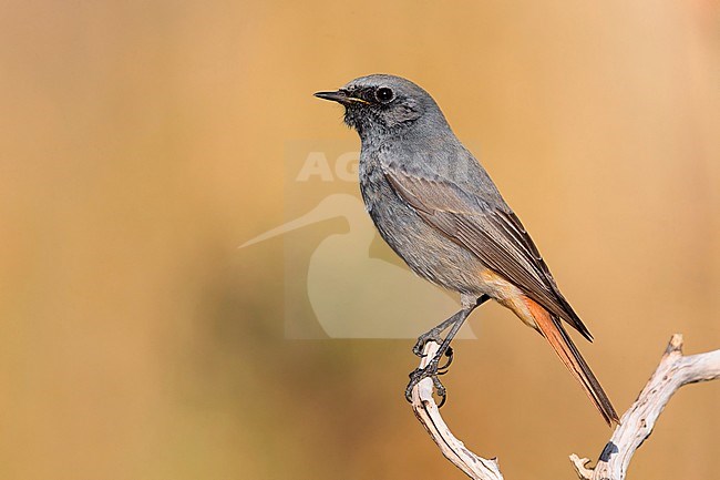 Black Redstart (Phoenicurus ochruros gibraltariensis), male perched on a branch, Montecorvino Rovella, Campania, Italy stock-image by Agami/Saverio Gatto,