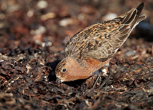 Volwassen Krombekstrandloper in zomerkleed; Adult Curlew Sandpiper in breeding plumage stock-image by Agami/Markus Varesvuo,