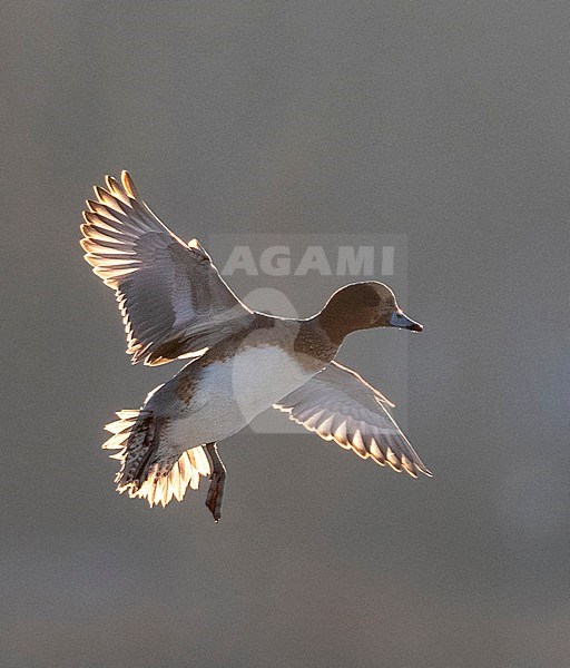 Eurasian Wigeon (Anas penelope) wintering at lake Valkenburg, Netherlands. stock-image by Agami/Marc Guyt,