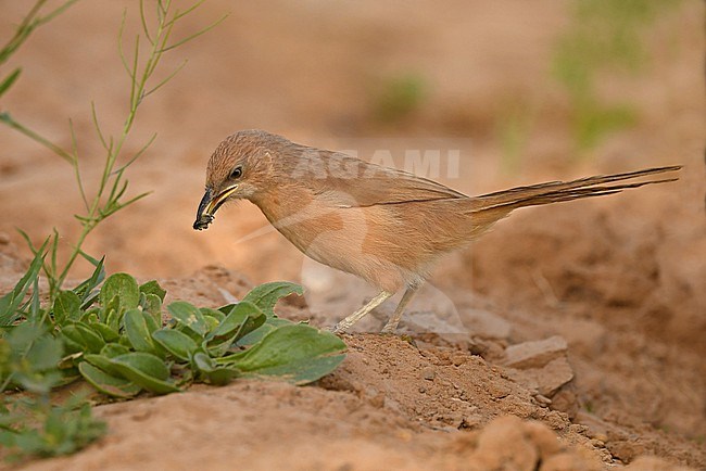Fulvous Babbler or Fulvous Chatterer (Argya fulva) at Merzouga, Morocco stock-image by Agami/Eduard Sangster,