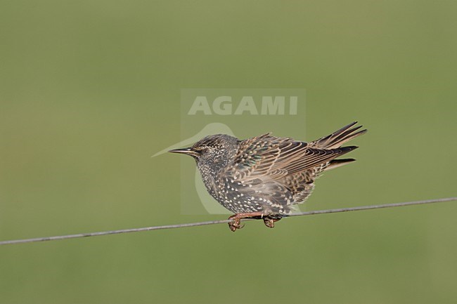 Spreeuw zittend op een draad; Common Starling perched on a wire stock-image by Agami/Reint Jakob Schut,