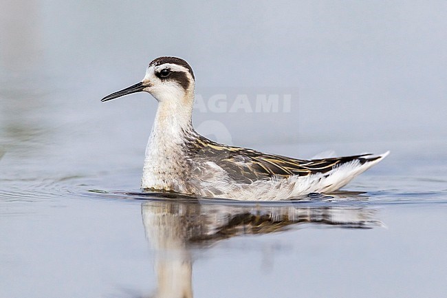 This bird was on a floaded grassland. Zeebruges, Belgium. stock-image by Agami/Vincent Legrand,