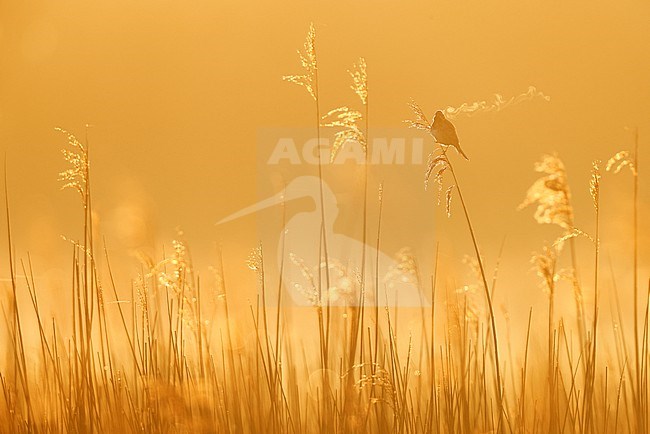 Eurasian Reed Bunting stock-image by Agami/Chris van Rijswijk,