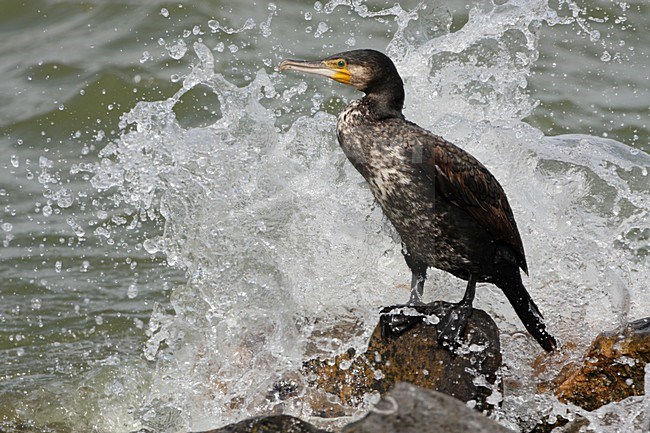 Aalscholver op rots aan de kust; Great Cormorant on rock on the coast stock-image by Agami/Karel Mauer,